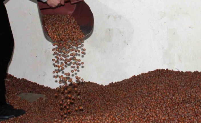 Fındıkta serbest piyasa düşüşte, Tarım Kredi en yüksek alımı yapıyor