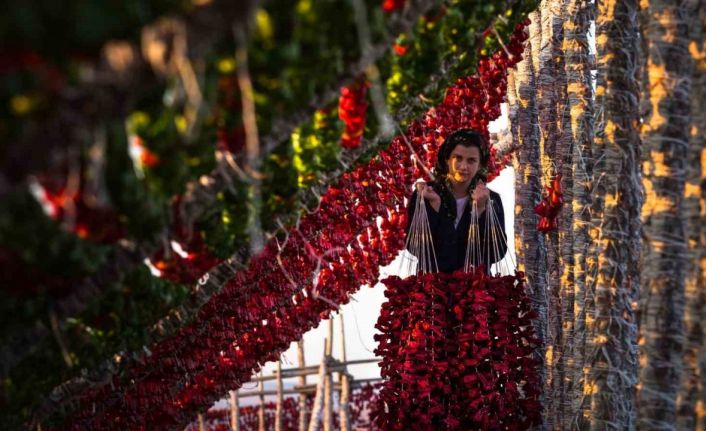 Gaziantep sebze kurutmalıkları küresel lezzet haline geldi