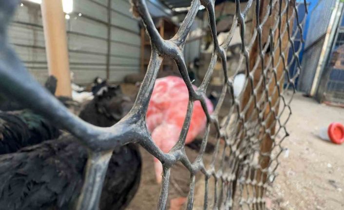 Gazze’de bir çadır, hayvanat bahçesinin kalan canlarına sığınak oldu