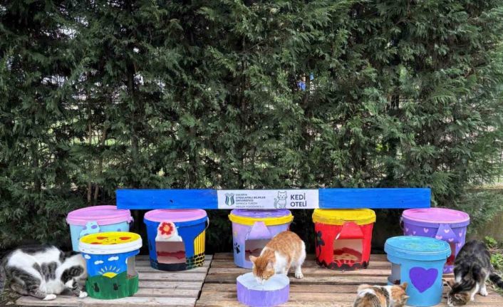Geri dönüştürülen kovalar kedi oteline dönüştü