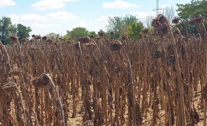 Gıda güvenliği kamu denetimiyle sağlanmalı