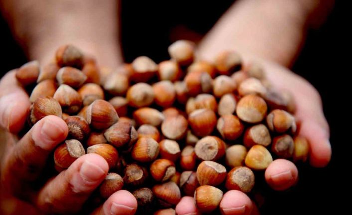 Giresun fındığı zirvede: Kilosu 352 TL’ye ulaştı