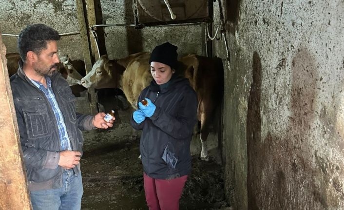 Giresun’da şap alarmı
