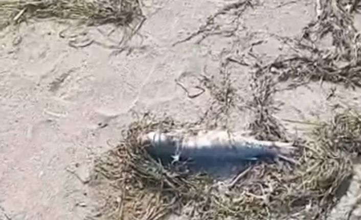 Gönen’de sahilde şüpheli balık ölümleri kameraya yansıdı