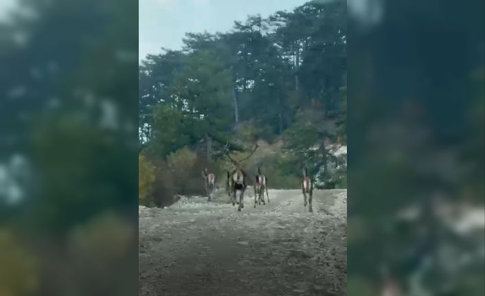 Göynük’te geyik sürüsü kameraya yansıdı