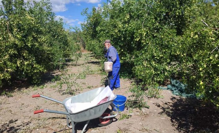 Güdül’de yetişen şifa kaynağı hünnapın hasadı başladı