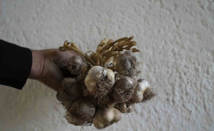 Gümüşhane’de ata tohumu "siyah sarımsak" tescil yolunda