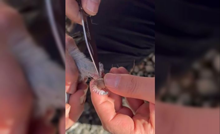 Gümüşhane’de itfaiye ekipleri ayakları ipe dolanan güvercin için seferber oldu