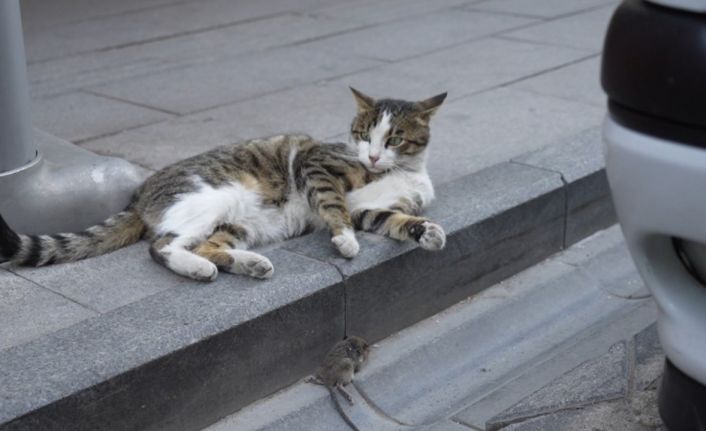 Gümüşhane’de kedi avladığı fareyle oynarken kameralara yakalandı
