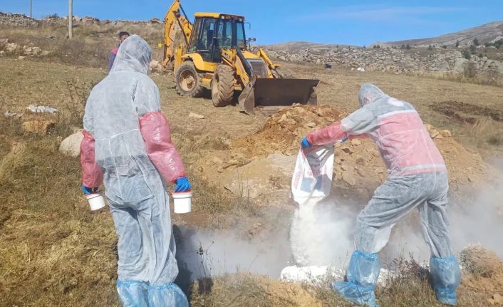 Gümüşhane’de şarbon hastalığı nedeniyle 6 köye giriş çıkış yasaklandı