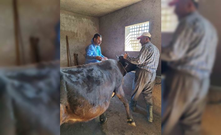 Güroymak’ta şap aşısı çalışmaları aralıksız sürüyor