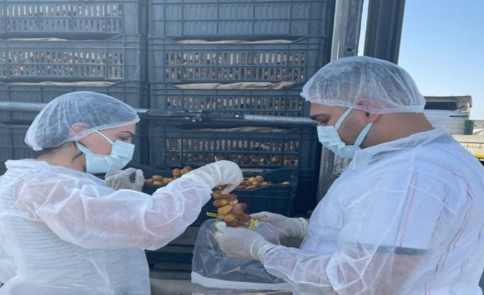 Habur Sınır Kapısında taze hurma ithalatına sıkı denetim