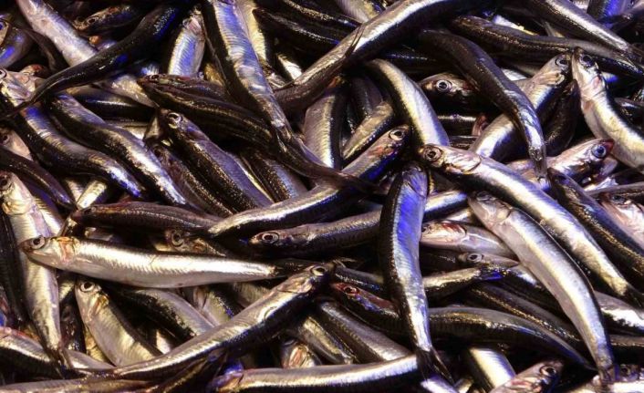 Hamsinin ihracatına boy engeli