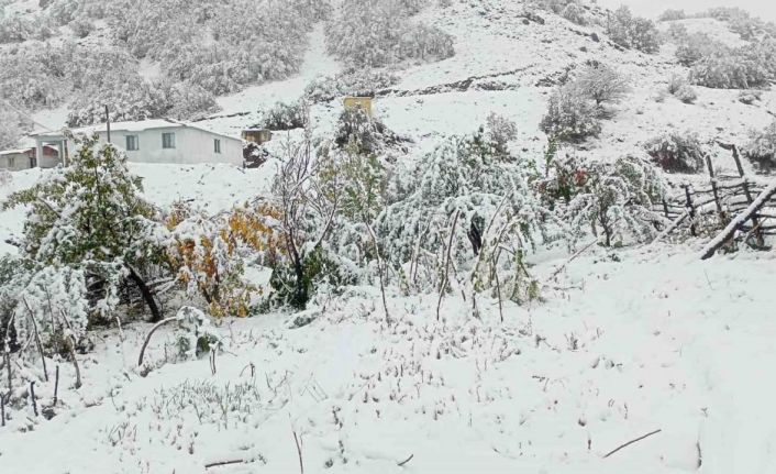 Hasadı yapılmayan ceviz kar altında kaldı