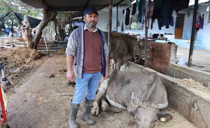 Hayvanları sele kapılan Aktaş: "Adam boyu sel geldi"