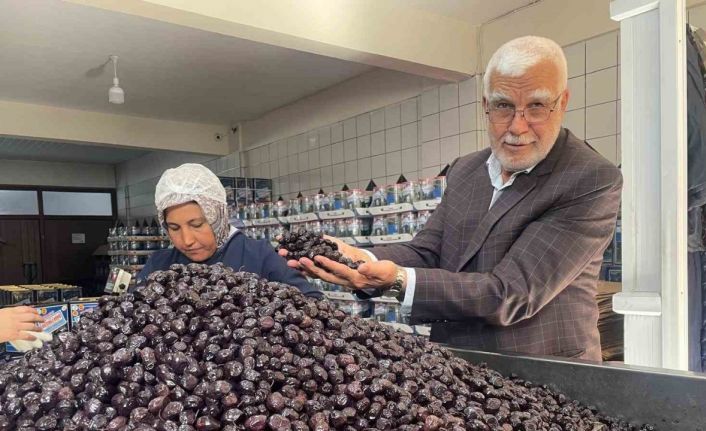 Her 6 sofralık zeytinden birini Bursa ve Balıkesir üretecek