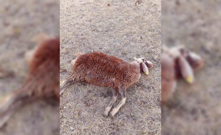 Horasan’da kurtlar sürüye daldı: 3 koyun telef oldu