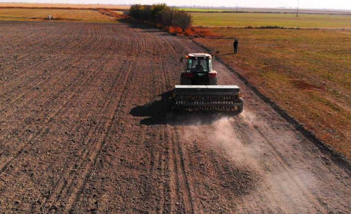 Hububat ekiminde ’uyguna bulduk derken’ rekolteden olmayın uyarısı