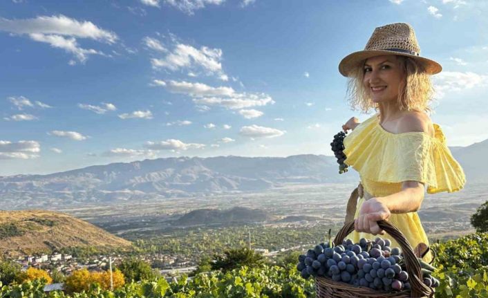 İki asırlık bağlarda bereket: Üzümlü’de Cimin Üzümü hasadı