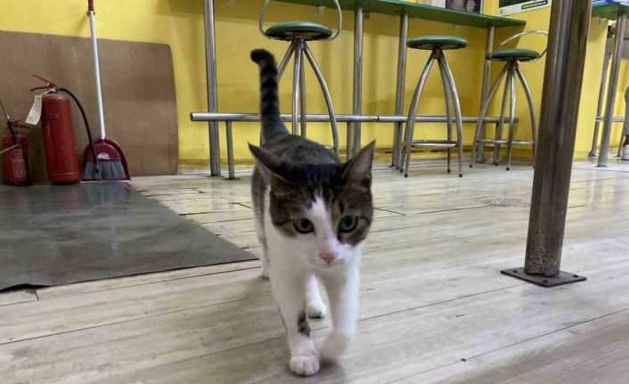 İki defa terk edilen kediye işletmeci sahip çıktı