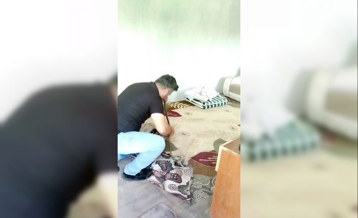İnsanlar korkularından konteynere giremezken o elleriyle 1 metrelik yılanı yakaladı