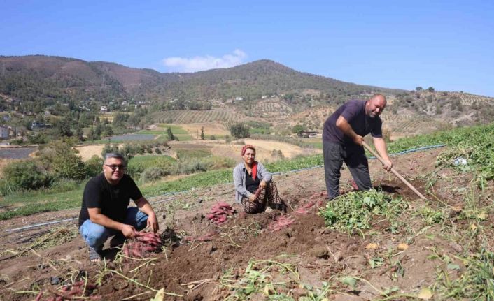 İsmi gibi tadıyla dikkat çeken şifa deposu tatlı patateste hasat başladı