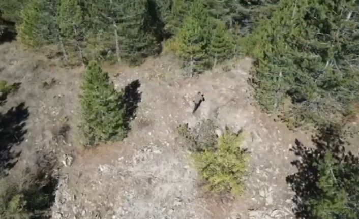 Isparta’da kaçak avcı dron kamerasında