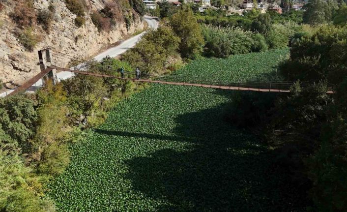 İstilacı su sümbülleri, Asi nehrini yeşile bürüyerek suyu görünmez hale getirdi