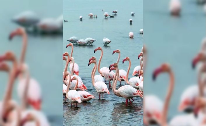 İzmit Körfezi’nde "allı turna" şöleni