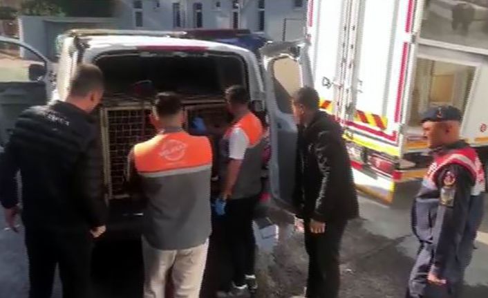 Jandarmadan köpek dövüşçülerine suçüstü