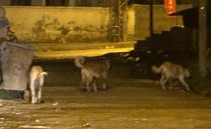 Kağızman’da sokak köpekleri tehlike saçıyor: Vatandaşlar ve veliler tedirgin