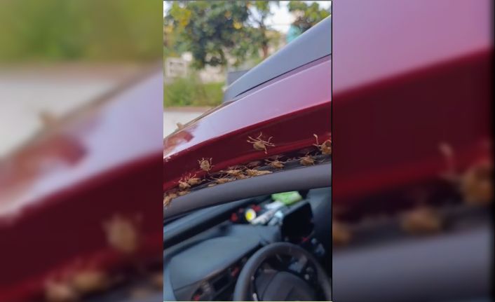 Kahverengi kokarca Giresun’da evleri ve araçları istila etti