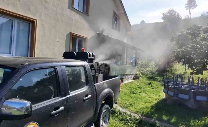 Kahverengi kokarca ile mücadele sürüyor