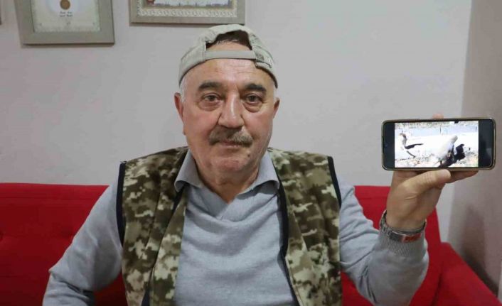 Kanka olan kedi ve tilki dikkat çekti