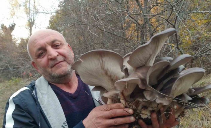 Kanlıca mantarı vatandaşların ilgi odağı oldu