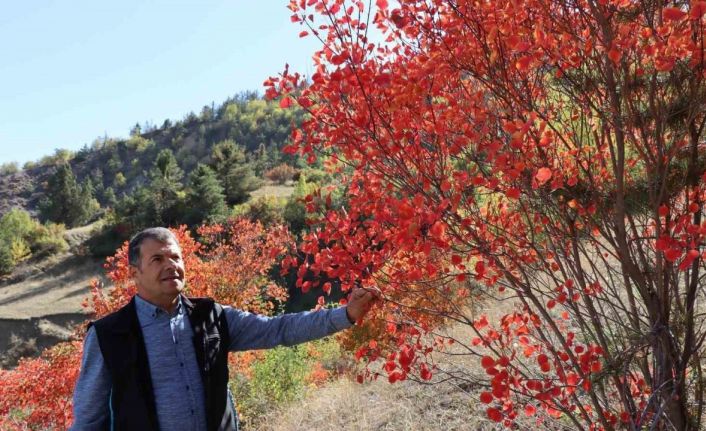 Kaplaç Ağaçları doğayı kırmızıya boyadı