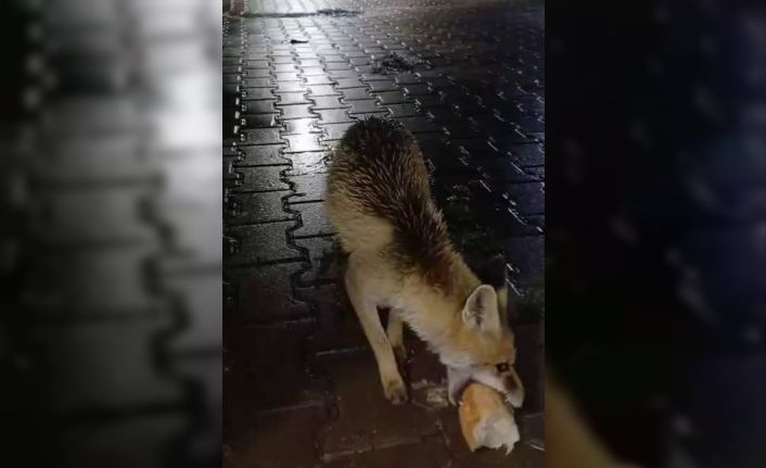 Karabük’te tır sürücüsü tilkiyi ekmekle besledi