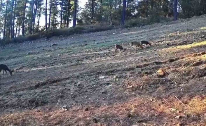 Karaca ailesi Ganos Dağları’nda fotokapana takıldı