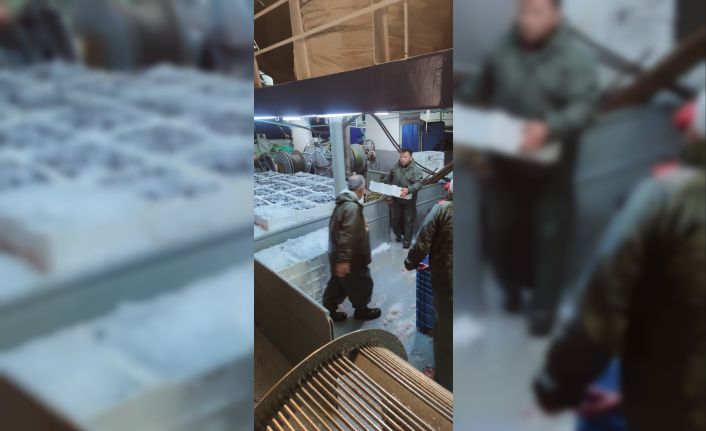 Karadeniz’de hamsi bolluğu