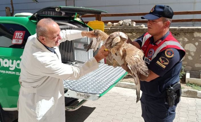 Karaman’da yaralı bulunan kızıl şahin koruma altına alındı