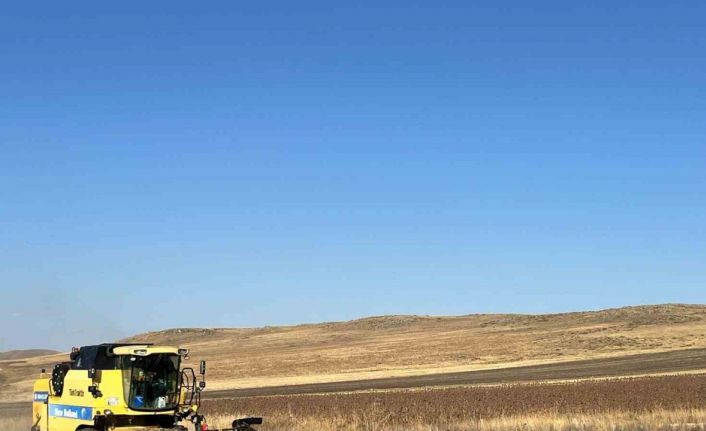 Kars’ta Ayçiçeği hasadı başladı