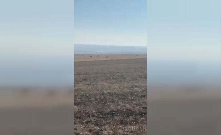 Kars’ta köye inen kurt sürüsü kamerada