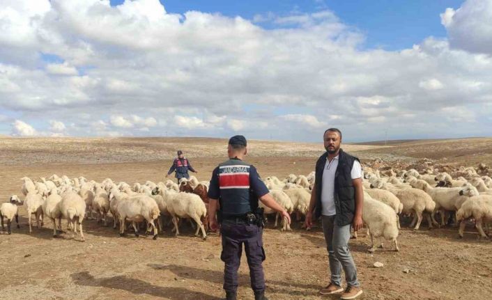 Kayıp küçükbaş hayvanları jandarma buldu