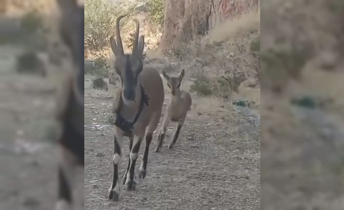 Kazankaya Kanyonu’na bırakılan keçiler yavrulayıp çoğalıyor