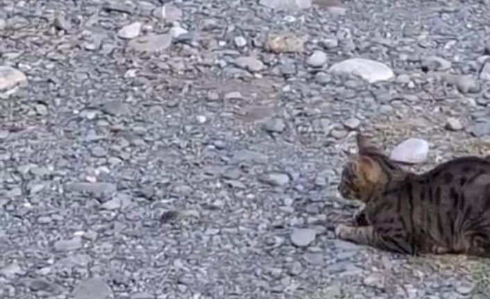 Kedi fareyle top gibi oynadı