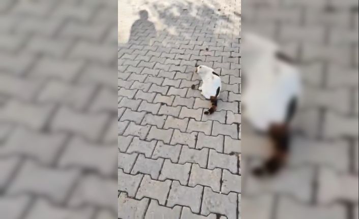 Kedinin fareyle oyunu kamerada