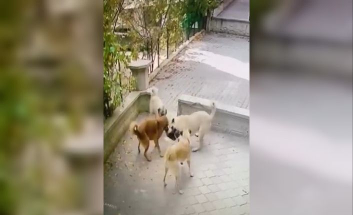 Kediye saldıran köpek sürüsü kameraya yansıdı