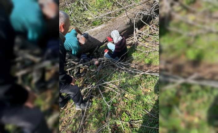 Kestiği ağacın altında kalan kişi yaralandı
