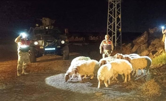 Kilis’te kaybolan 11 koyun jandarma ekiplerince bulundu