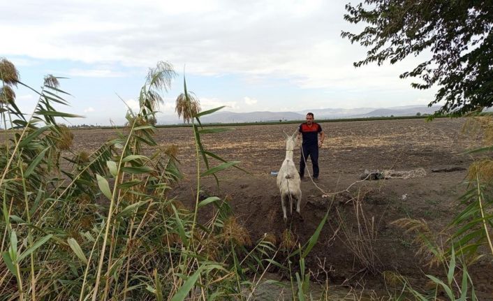 Kırıkhan’da sulama kanalına düşen eşeği itfaiye kurtardı